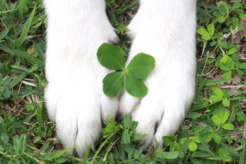 Dog pas and 4 leaf clover