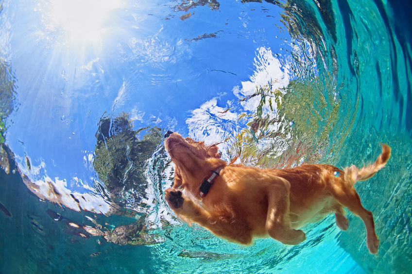 Tips to kep your dog safe this Summer