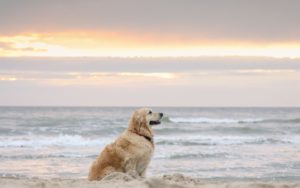 Dog Beach Sea 1920x1200