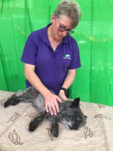 woman massaging dog on massage table