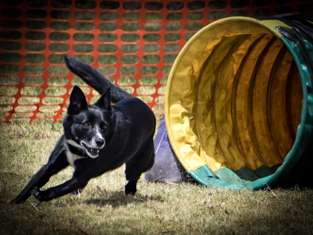 dog agility