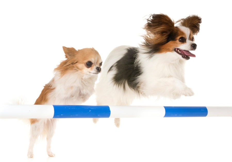 Pet Care Services Dog Agility