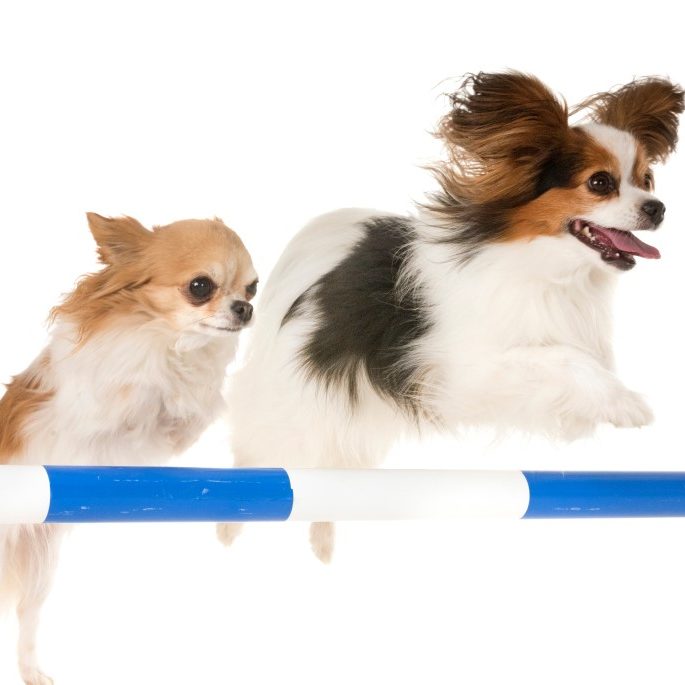 Paws to Consider dog agility training