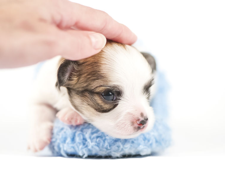 Puppy Massage