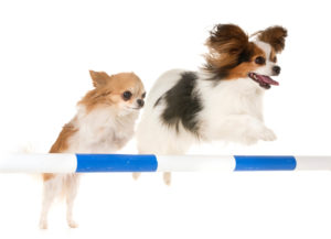 Pet Care Services Dog Agility