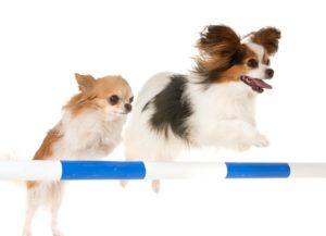 Paws to Consider dog agility training